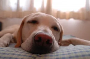 Sleep