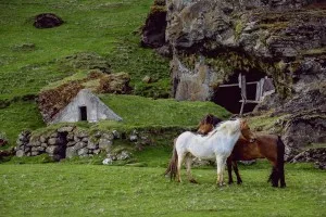 horse