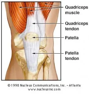 patella-tendon