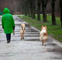 walking dogs in rain